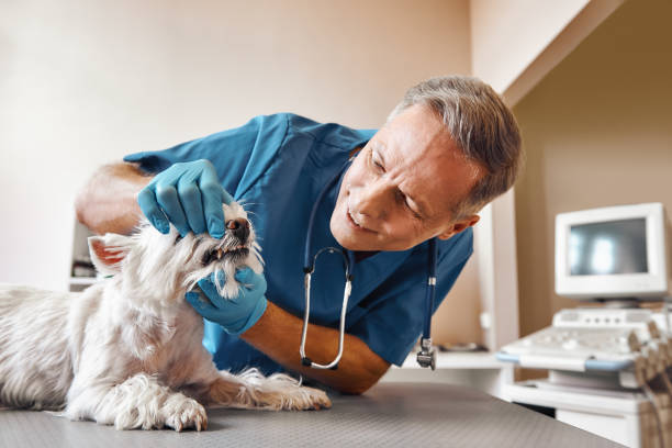 Best Same-Day Emergency Dentist in Hutchison, VA